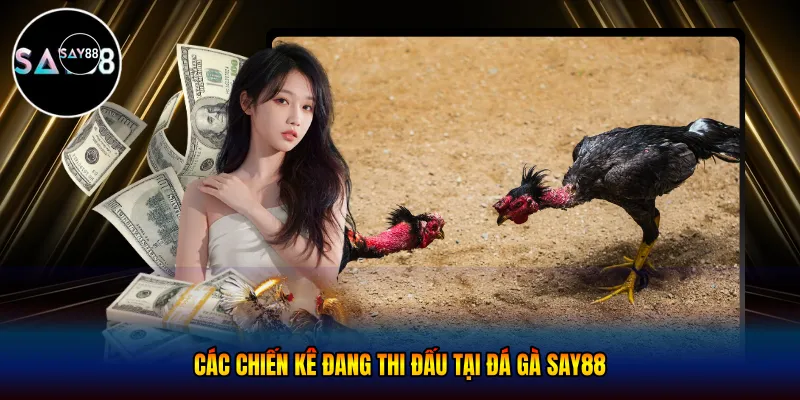 Các chiến kê đang thi đấu tại đá gà Say88