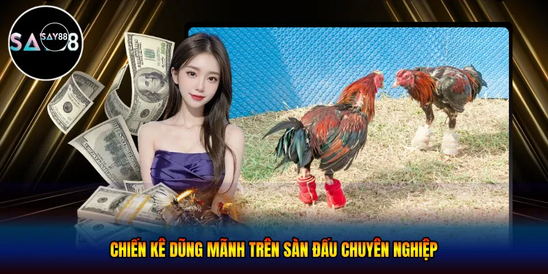 Chiến kê dũng mãnh trên sàn đấu chuyên nghiệp